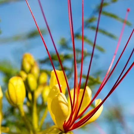 アパート Milica Garden プラビッチ・シェプリネ