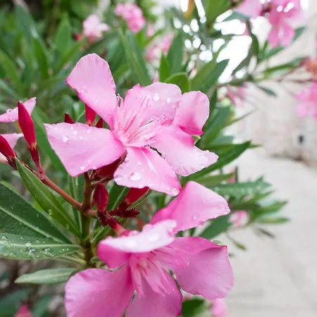 Apartment Milica Garden Prvic Sepurine