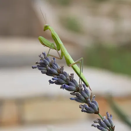 Milica Garden * Prvic Sepurine