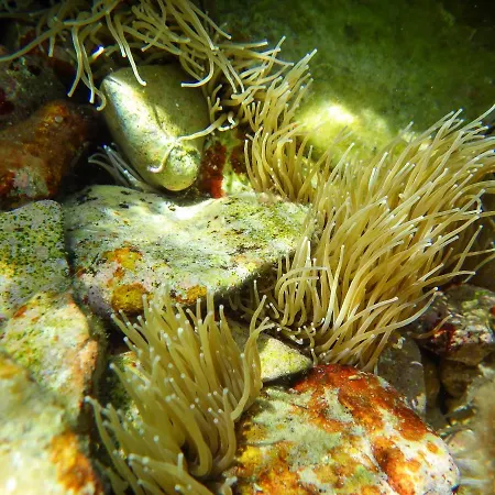 Milica Garden Appartement *