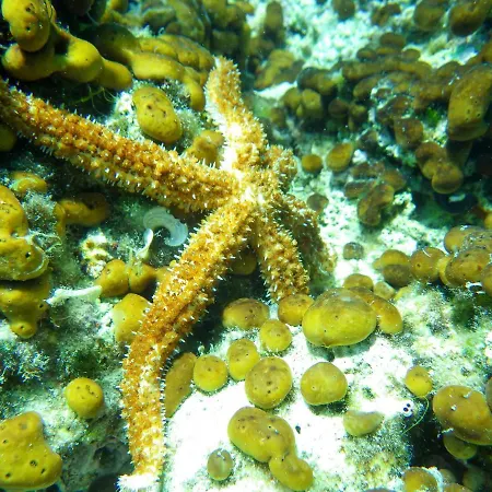 Appartement Milica Garden *