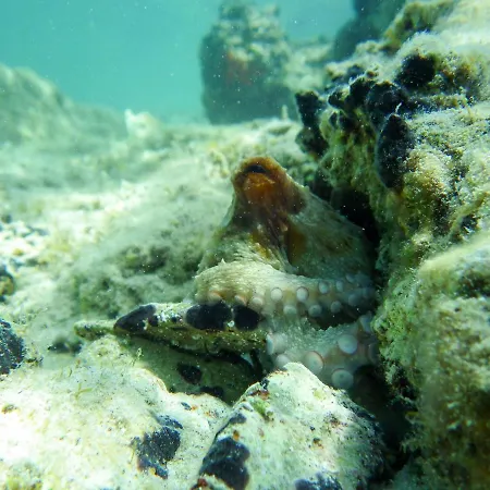 Milica Garden Appartement *