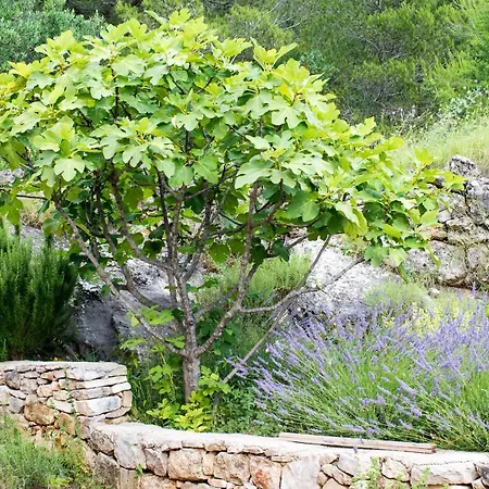 Milica Garden Lejlighed *