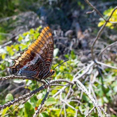 Milica Garden Prvic Sepurine