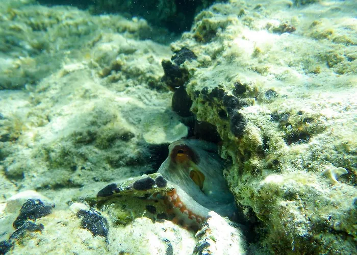 Milica Garden Prvic Sepurine