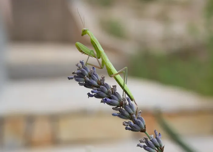 Milica Garden * Prvic Sepurine