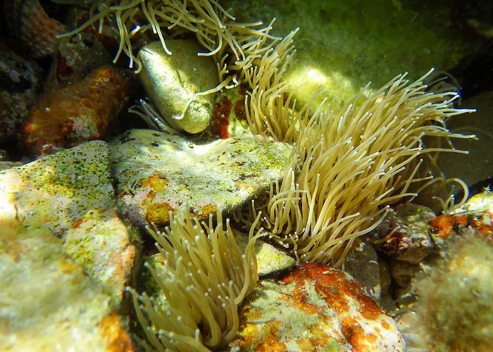 Milica Garden Appartement *