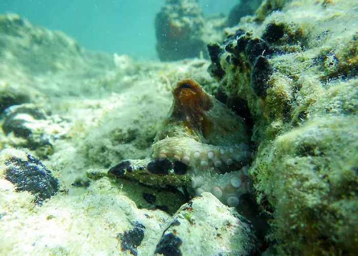 Milica Garden Appartement *