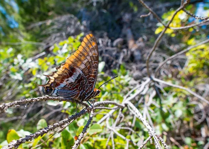 Milica Garden Prvic Sepurine